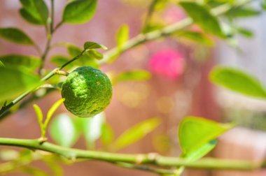 Yeşil, olgunlaşmamış bir portakalı canlı yapraklarla dolu bir dala asıp yavaşça bulanık bir arka plana yapıştırın. Bu resim, bahçedeki narenciye meyvelerinin tazeliğini ve doğal güzelliğini yansıtır.