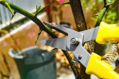 Dikenli bir bitkiyi titizlikle budamak için bahçe bakımına odaklanmış budama makası.