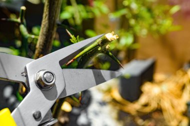 Dikenli bir bitkiyi titizlikle budamak için bahçe bakımına odaklanmış budama makası.