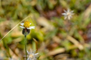 Narin, beyaz ve sarı bir kır çiçeğini yumuşak odaklı arka planı olan doğal bir ortamda kapayın. Karmaşık detaylarını ve canlı renklerini vurgulayın.