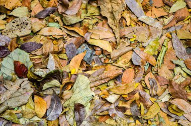 Orman zemininde renkli sonbahar yapraklarının kapanışı, çeşitli doku ve renkleri sergiliyor, mevsimsel arka plan ve doğa temaları için mükemmel.