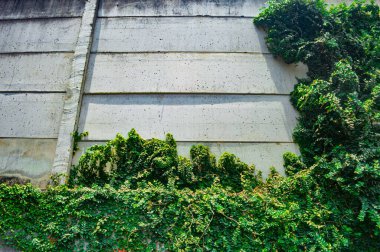 Dokulu beton duvarda büyüyen yeşil sarmaşık, doğanın kentsel alanlardaki esnekliğini sembolize ediyor.