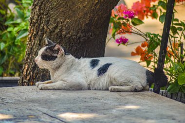 Rahatlamış siyah beyaz kedi, gözleri kapalı bir şekilde dışarıda kestiriyor. Mavi arka plan, huzurlu ve huzurlu bir an sergiliyor.