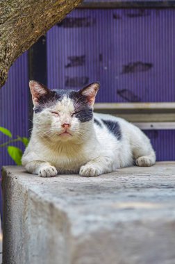 Rahatlamış siyah beyaz kedi, gözleri kapalı bir şekilde dışarıda kestiriyor. Mavi arka plan, huzurlu ve huzurlu bir an sergiliyor.