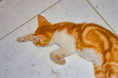 Kiremit kaplı bir zeminde uyuyan turuncu ve beyaz kedi, rahat bir ev ortamında huzurlu bir şekerlemenin tadını çıkarıyor. Hayvan ve hayvan içeriği için ideal