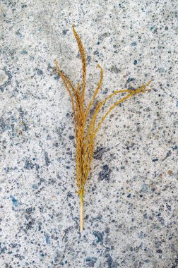 Kalıplı beton bir yüzeyde kurumuş pirinç bitkisinin yakın çekimi tahılların karmaşık detaylarını ve doğal ve insan yapımı elementler arasındaki zıtlığı gözler önüne seriyor.