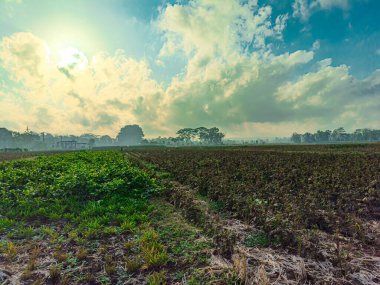 Parçalı bulutlu gökyüzünün altındaki yemyeşil bir arazinin manzarası kırsal tarımın güzelliğini gözler önüne seriyor.
