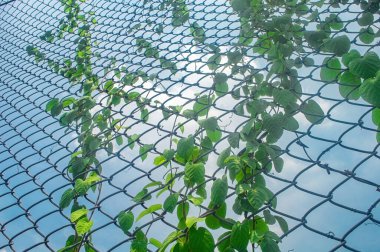 Yeşil sarmaşıklar mavi gökyüzüne karşı tel örgülere tırmanıyor. Doğa, bahçıvanlık ya da kentsel yeşillik temaları için ideal