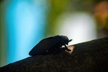 Ağaç dalında dinlenen bir ağustos böceğinin yakın plan görüntüsü, canlı mavi ve yeşil arka plan, böceğin ayrıntılı kanatları ve gövdesini vurguluyor.