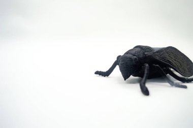 Beyaz arka planda, karmaşık kanat desenleri ve vücut dokusunu gösteren detaylı, izole bir siyah ağustos böceği modeli.