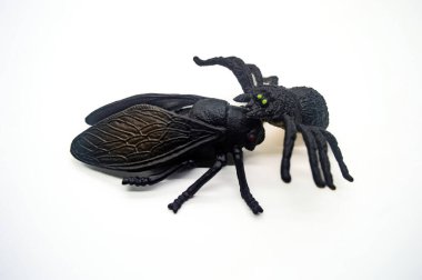 Siyah bir örümceğe ve beyaz arka planda izole edilmiş siyah bir sinek oyuncağına yaklaş. Ayrıntılı dokular ve gerçekçi tasarım