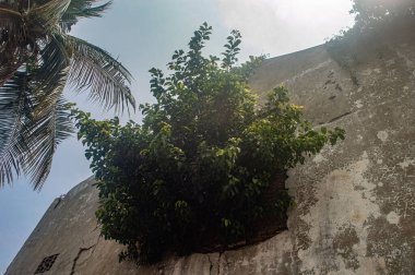 A tree growing out of an old, cracked wall, juxtaposed with a palm tree against a bright sky, showcasing nature reclaiming urban spaces clipart