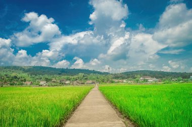 Tüylü bulutlu mavi gökyüzünün altındaki yemyeşil pirinç tarlaları boyunca uzanan beton yol tepelerle çevrili bir köye çıkıyor.