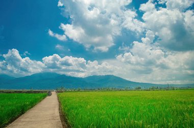 Tüylü bulutlar ve uzak dağlarla dolu canlı mavi gökyüzü altında yemyeşil pirinç tarlaları boyunca beton yolu olan kırsal manzara. Doğa, seyahat ve tarım temaları için mükemmel