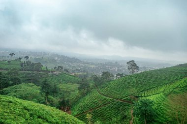 Endonezya 'daki yemyeşil çay tarlaları, bulutlu bir gökyüzünün altında yuvarlanan tepelerde düzgünce düzenlenmiş sıralarla, bölgenin tarım sektörünün güzelliğini ve verimliliğini gözler önüne seriyor.