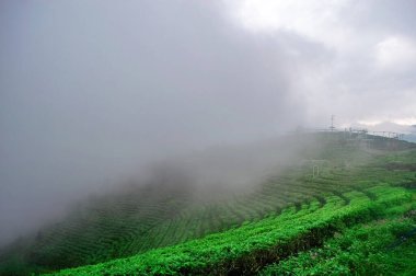 Bulutlu bir gökyüzünün altındaki teraslı yamaçlarda yemyeşil çaylar sergilenen, buğulu ve pitoresk bir manzara yaratan Endonezya çay tarlası.