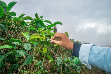 Endonezya çay tarlasında taze çay yaprakları toplayan bir el, yemyeşil yaprakları ve geleneksel çay toplama sürecini gözler önüne seriyor.