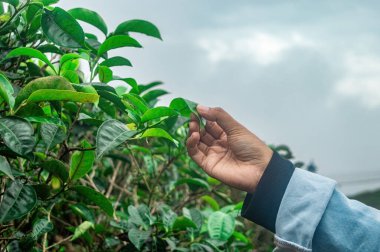 Bir el, Endonezya çay tarlasında taze yeşil çay yaprakları topluyor, yemyeşil yapraklar sergiliyor ve bulutlu bir gökyüzünün altında geleneksel hasat yapıyor, bölgenin tarım güzelliğini vurguluyor.