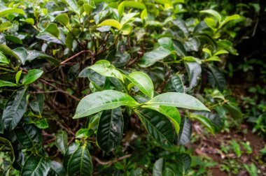 Endonezya çay tarlasında yemyeşil çay yaprakları. Canlı yeşillikte bölgenin zengin tarım mirası ve ideal büyüme koşulları sergileniyor