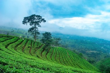 Endonezya 'nın yemyeşil terasları ve arka planında puslu dağları olan güzel Endonezya çay tarlaları, Endonezya kırsalının huzurlu ve pitoresk manzarasını sergiliyor.