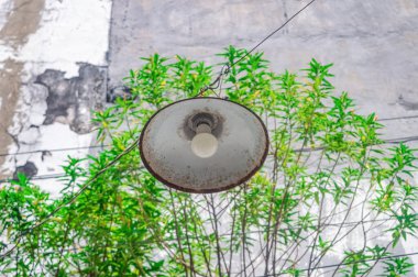 Eski, yıpranmış bir endüstriyel lamba, canlı yeşil yapraklardan oluşan bir zemin zemininde ve beton duvarda asılı duruyor. Bu görüntü kentsel çürümeyi doğal büyümeyle harmanlıyor.