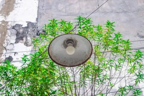 Eski, yıpranmış bir endüstriyel lamba, canlı yeşil yapraklardan oluşan bir zemin zemininde ve beton duvarda asılı duruyor. Bu görüntü kentsel çürümeyi doğal büyümeyle harmanlıyor.