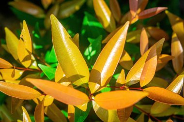 Altın ve turuncu yapraklarla canlı yeni büyüme, doğanın yaşam döngüsünün güzelliğini yansıtan koyu yeşil yapraklarla çelişiyor. Botanik temalar için mükemmel