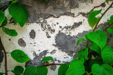 Yeşillik yapraklı sarmaşıklar sert bir şekilde yıpranmış beton duvara tırmanıyor, doğal ve çürük bir karışım sergiliyor, organik veya grunge temaları için mükemmel.
