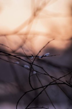 Yumuşak Işık Altında Willow Catkins