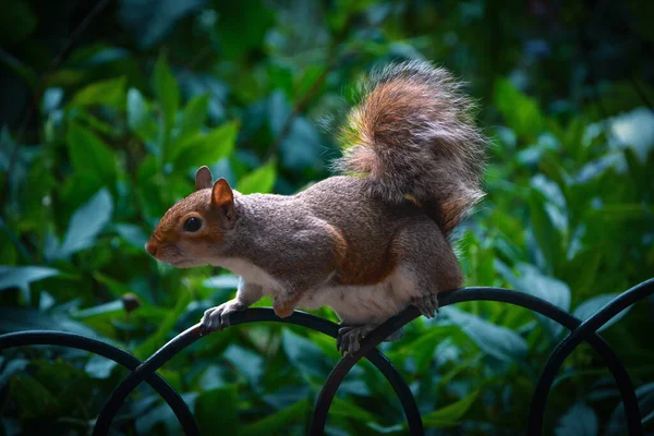 stock image A Gray Squirrel at St. James' Park in London, UK