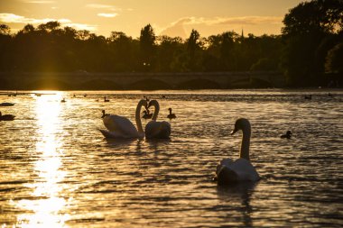 Golden Hour Love - Swans at Hyde Park, London
