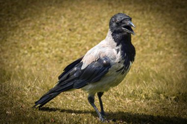 Gri Karga (Corvus Tristis)