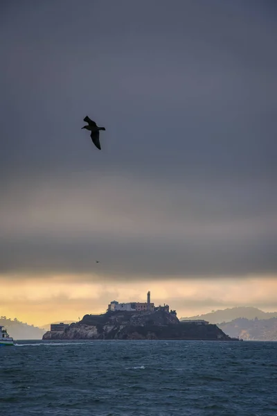 A Seagull Flying by Alcatraz Island at Dusk - San Francisco, California