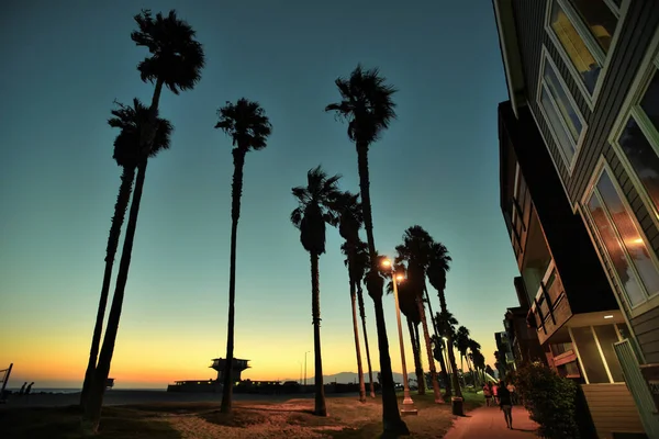 Ocean Front Walk 'daki Palm Trees at Dusk - Venice Beach, Los Angeles, California