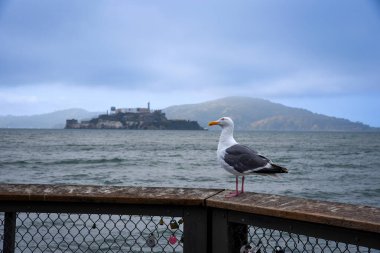 San Francisco Körfezi 'nin rıhtımında bir Batı Martı. Arka planda Alcatraz Adası.