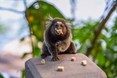 Rio de Janeiro, Brezilya 'da kurabiye yiyen Beyaz Tufted Marmoset (Callithrix jacchus)