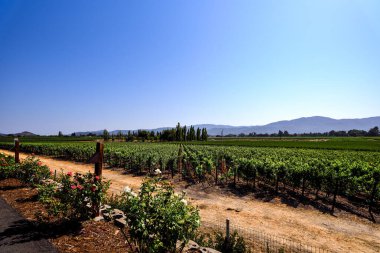 Napa Vadisi, Kaliforniya 'daki üzüm bağlarının oradaki toprak yollarda.