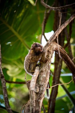 Brezilya, Rio de Janeiro 'da bir ağaç dalına tutunan Meraklı Bebek Marmoset