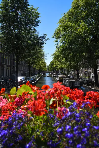 Amsterdam 'ın Büyüleyici Kanalları' ndan canlı çiçekler - Hollanda