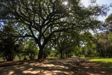 Serene Walkway beneath the Trees in Ibirapuera Park - Sao Paulo, Brazil clipart