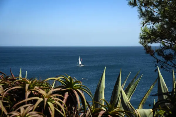 Yeşillik tarafından çerçevelenen Cascais Waters 'daki bir yelkenli. Portekiz.