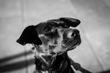 Siyah Köpek Yukarı Bakıyor Yüksek Karşıtlık Siyah ve Beyaz Portresiyle