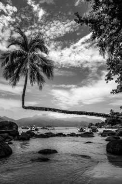 Tek Renkli Ilha Grande, Rio de Janeiro, Brezilya 'daki Aventureiro Plajı' ndaki Eğimli Palmiye Ağacı