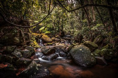 Brezilya 'da Bereketli Orman ve Dereye Uzun Akımlı Su