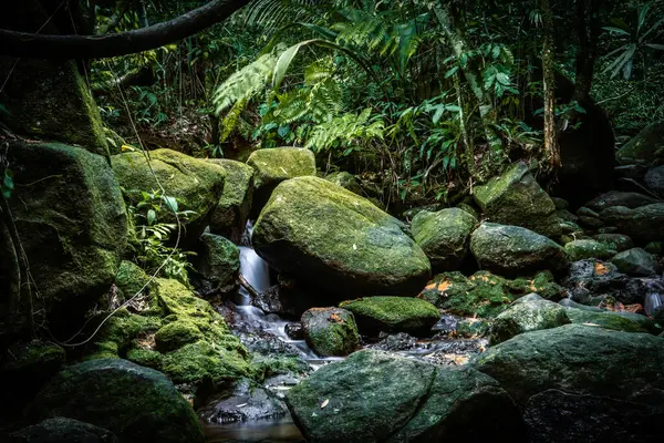 Brezilya yağmur ormanlarında yosun kaplı kaya ve akarsu
