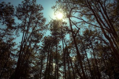 Brezilya Ormanı Ağaçların Arasında Güneş Işığı ile
