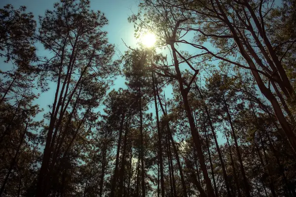 Brezilya Ormanı Ağaçların Arasında Güneş Işığı ile