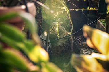 Güneşli Bahçe Bitkilerinden Bakan Meraklı Kedi