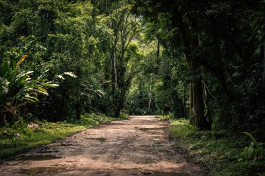 Brezilya, Ubatuba 'da Yoğun Yağmur Ormanları ile çevrili Toprak Yol