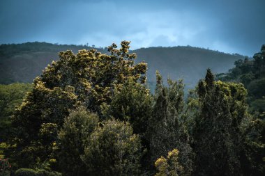 Brezilya, Itaipava 'da yoğun yeşillik ve Misty Hills